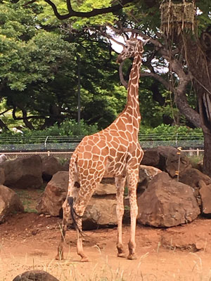 Waikiki Zoo